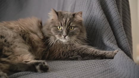 lindo gato esponjoso acostado en el sofá y mirando alrededor