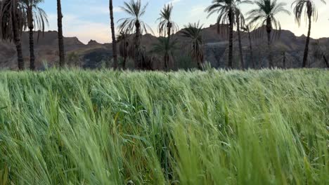 Weizenfeld,-Dattelpalmengarten,-Hain-Im-Hintergrund,-Frühlingssaison-In-Einem-Wüstendorf-Im-Nahen-Osten-Afrikas,-Malerische-Naturlandschaft-Mit-Palmen,-Lehmziegelhäusern-In-Den-Bergen-Im-Iran