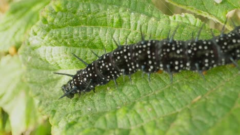 spiny caterpillar crawling slowly across full leaf, soft green background