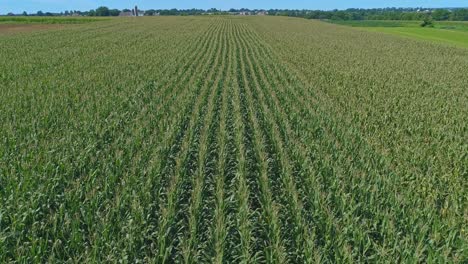 Aerial-View-of-Traveling-Along-Rows-of-Green-Corn-Fields-on-a-Sunny-Summer-Day