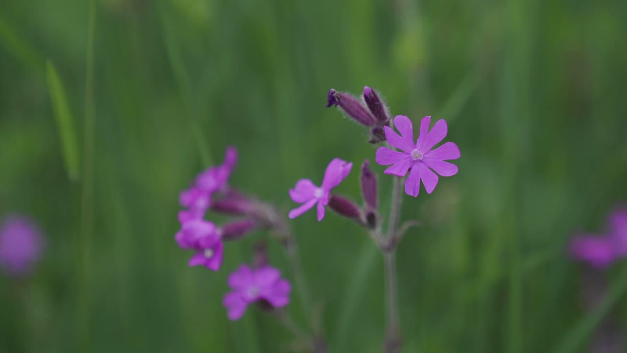 Cinematic close-up view of a red campion flower, revealing a small white spider in one of the flowers