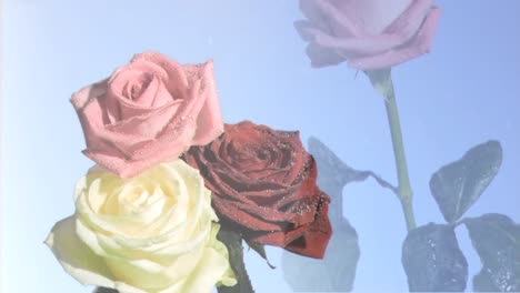 Animation-of-roses-and-white-spots-over-pink-rose-on-blue-background