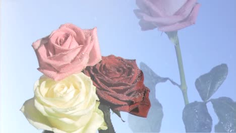 animation of roses and white spots over pink rose on blue background