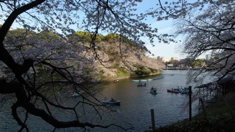 Paisaje-Tranquilo-Y-Relajante-En-El-Foso-Chidorigafuchi-Durante-La-Temporada-De-Sakura-En-Tokio