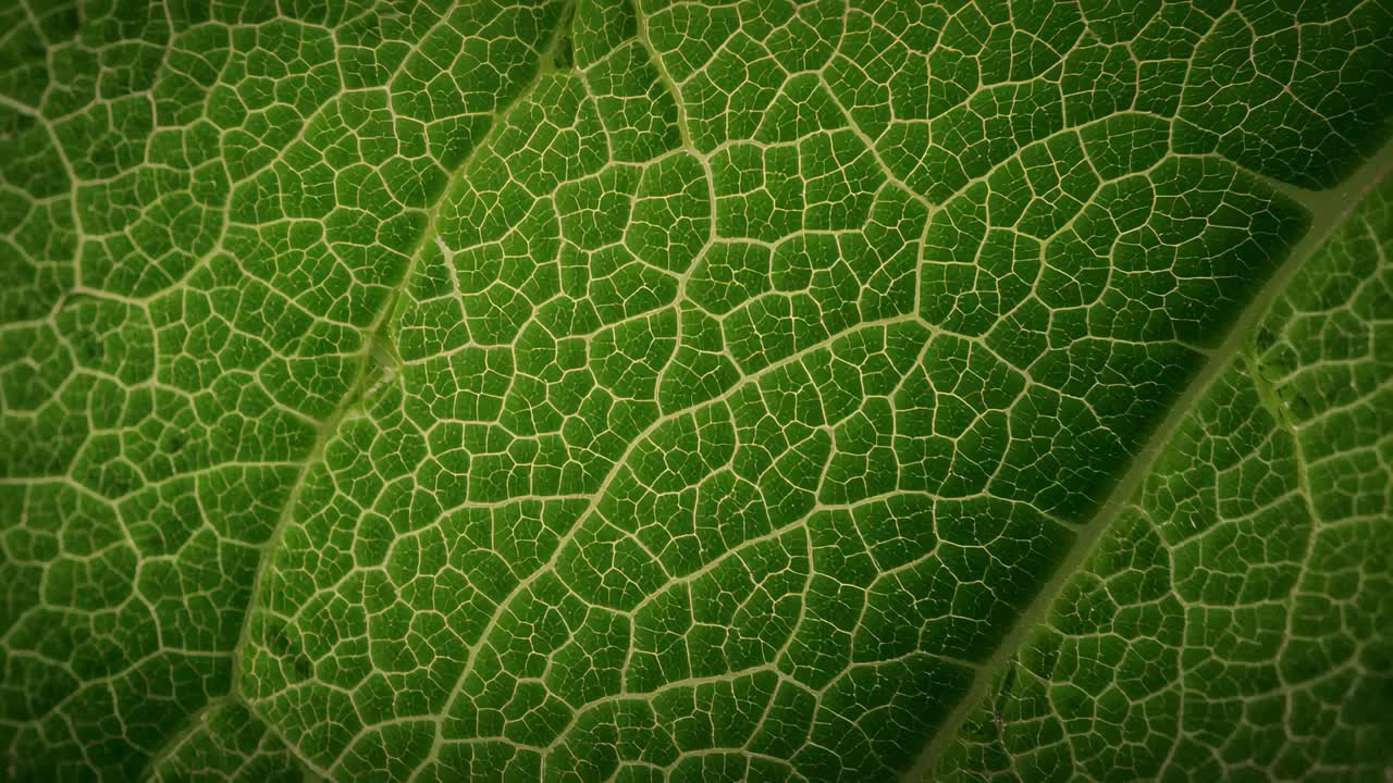 Panning camera showing single green leaf at macro, exposing raised veins and veinlets for detail