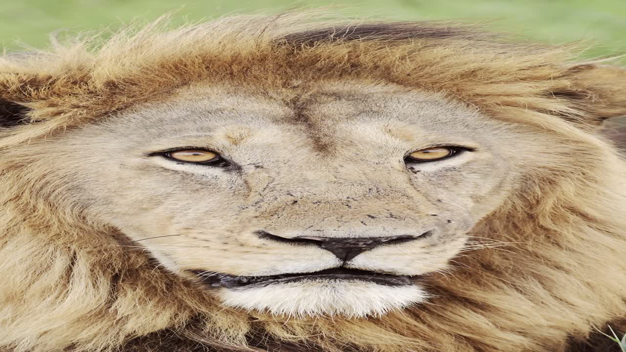 Male Lion Close Up Portrait in Africa, Vertical African Animals Video for Social Media, Instagram Reels and Tiktok on Beautiful African Wildlife Safari in Tanzania in Serengeti National Park