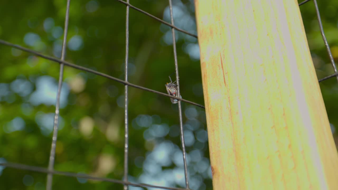 A spotted lantern fly climbs up a fence