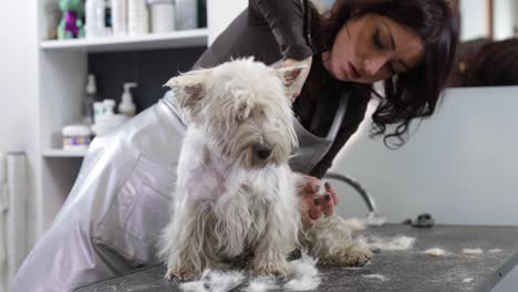 dog grooming