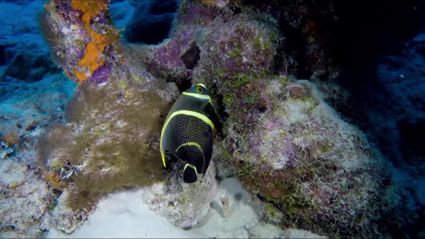 Peces-Tropicales-Negros-Y-Amarillos-En-El-Fondo-Del-Arrecife