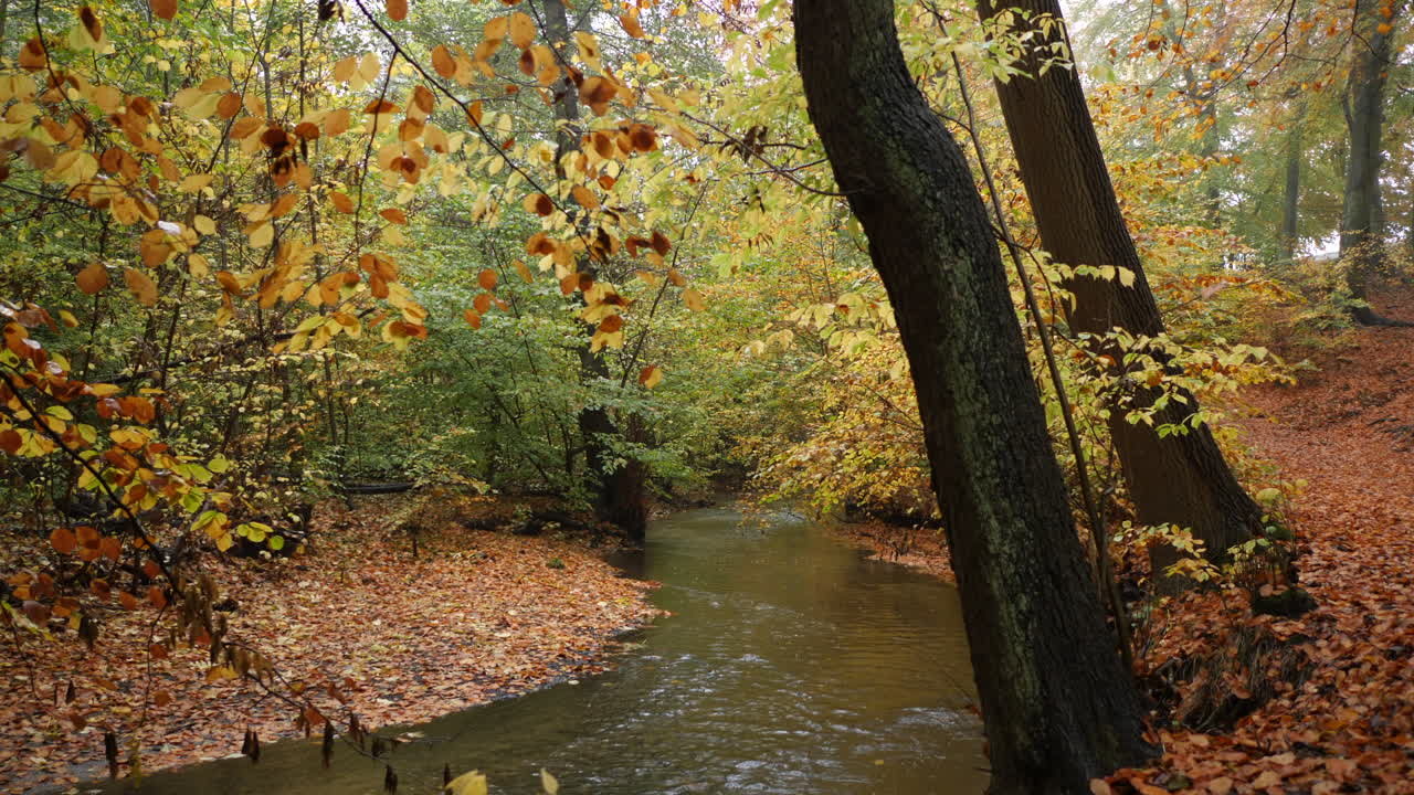 río de otoño en el bosque