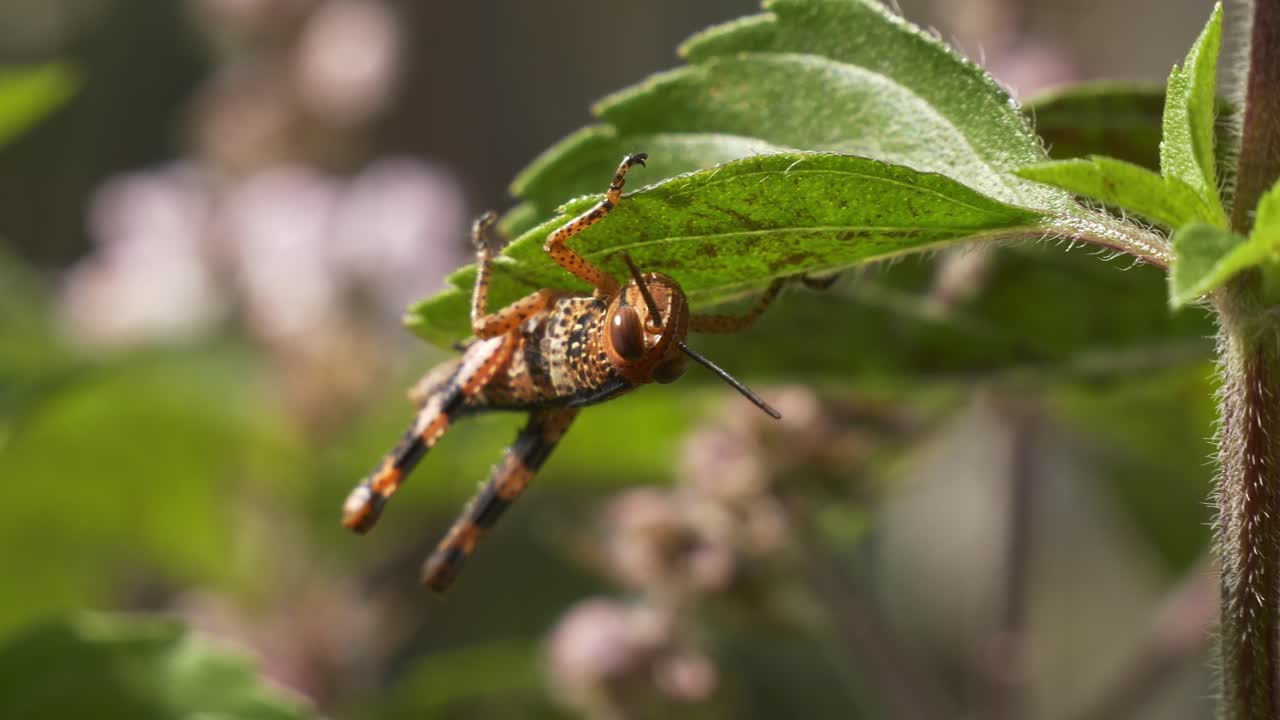 Heuschrecke kopfüber sitzend (Valanga irregularis), Riesenheuschrecke. Aufnahme mit selektivem Fokus