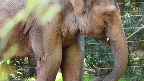 elephant eating in a zoo enclosure