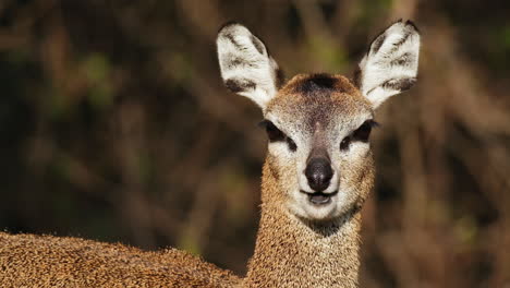 Klipspringer-Reflexionando-Mirando-La-Cámara-A-La-Luz-Del-Sol.-De-Cerca