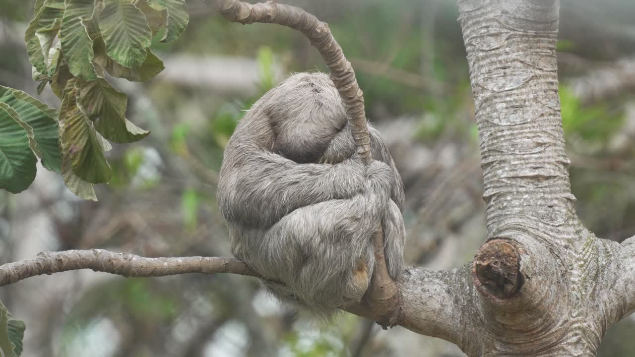 Bradipo aggrappato a un ramo mentre dorme di giorno.