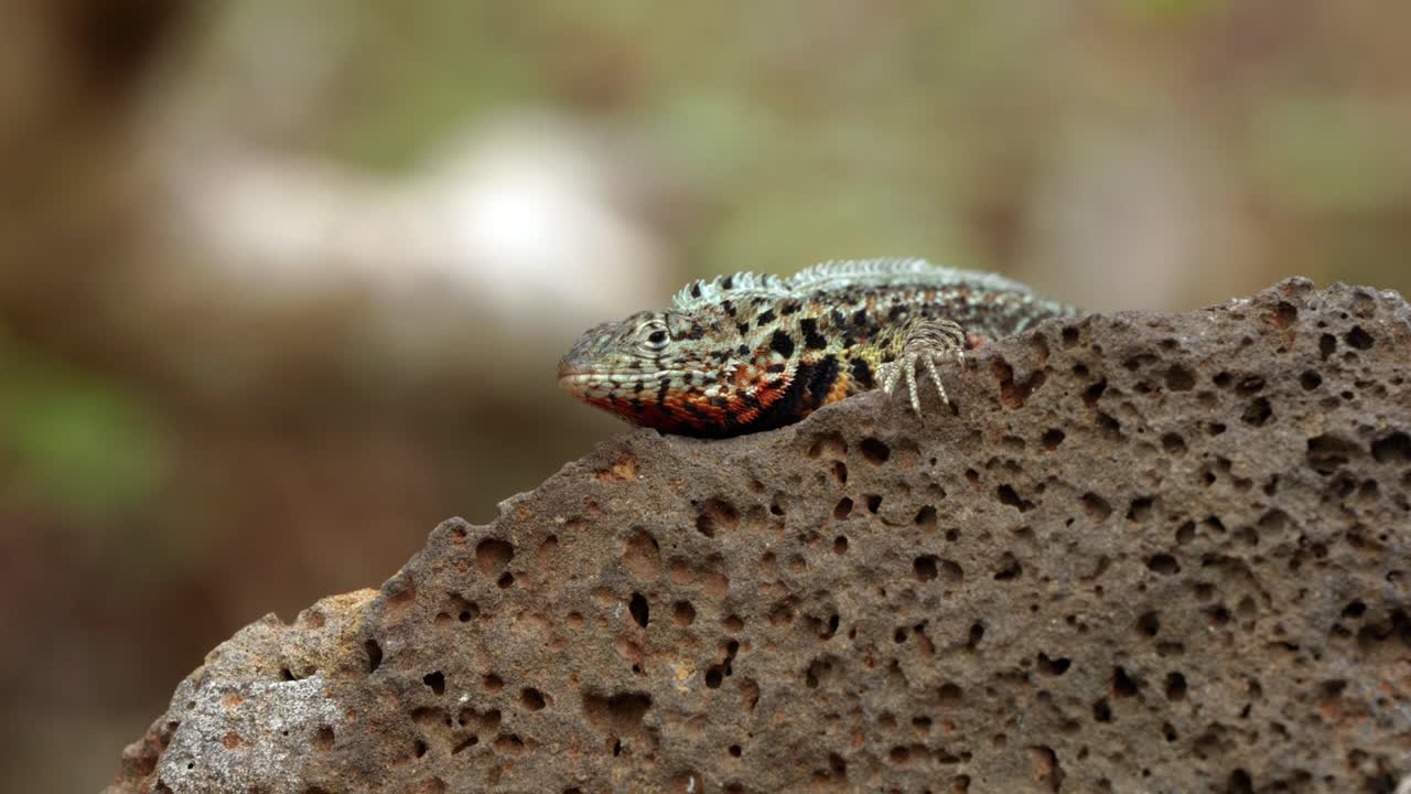 A close up poprtrait of an endemic Santa Cruz lava lizard sitting on a volcanic rock on Santa Cruz Island in the Gal&aacute;pagos Islands