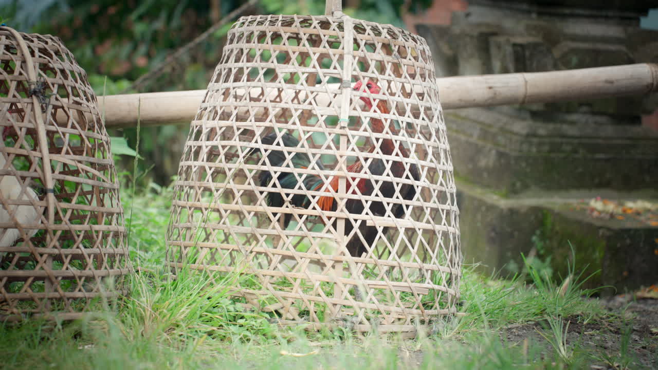 인도네시아  싸움, 문화 관습, 동물 복지 견해, 법률