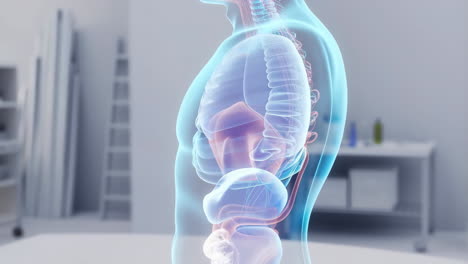 3d human anatomy scan of internal organs