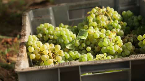 fresh collected grapes in a box at vineyard on sunny day