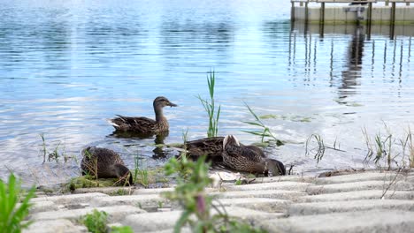 Close-up-of-a-group-of-ducks-eating-near-the-edge-of-water-on-a-sunny-day