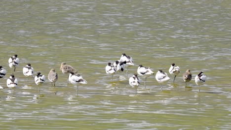 Aves-Marinas-Alineadas-A-Lo-Largo-De-Un-Pantano-Costero-Descansando-Bajo-El-Sol-De-Verano