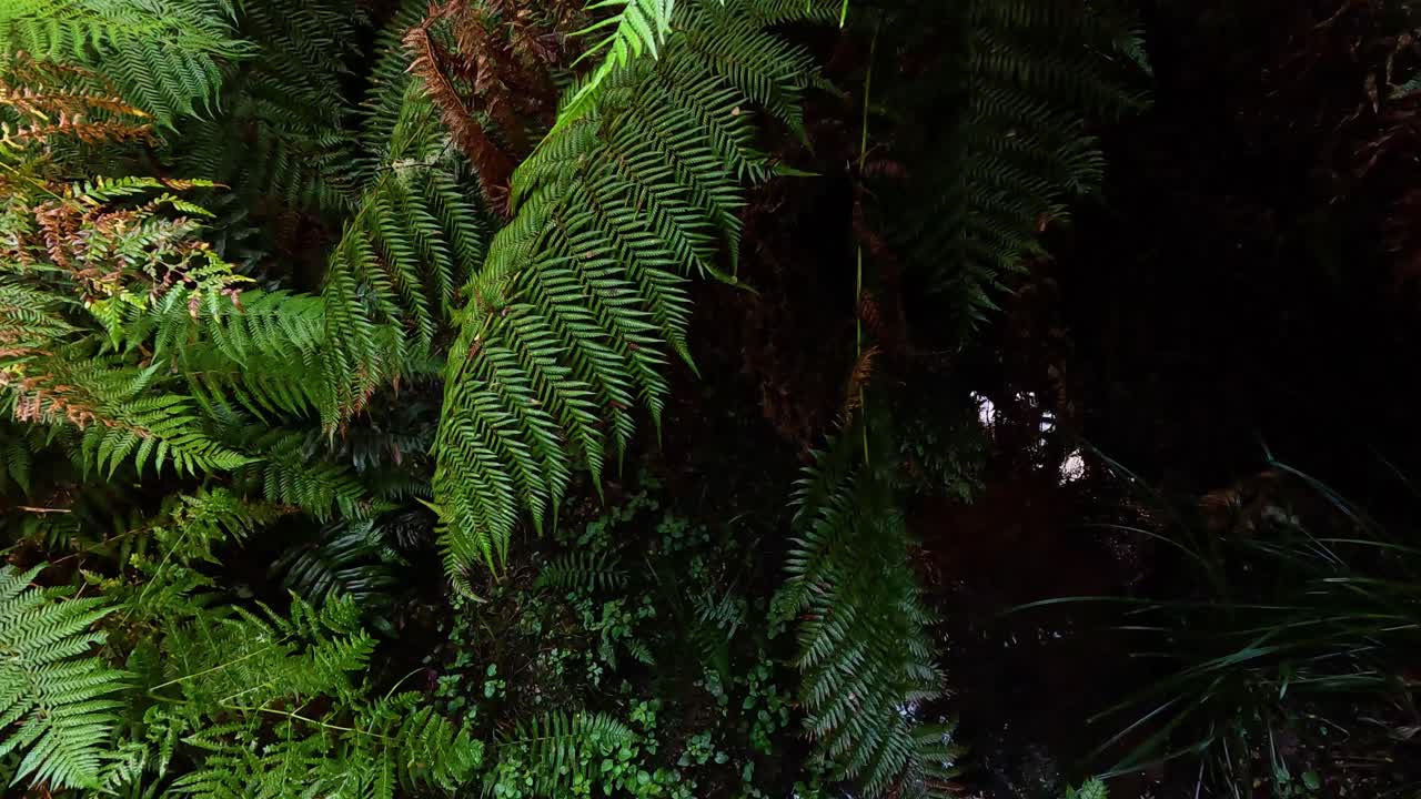 Felci verdi lussureggianti in una fitta foresta pluviale