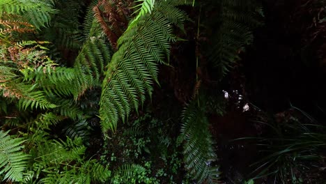 lush green ferns in a dense rainforest