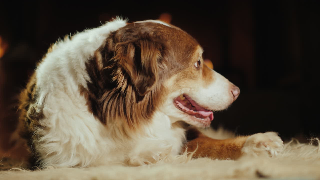 el perro yace en la alfombra en la sala de estar detrás del fuego que arde en la chimenea