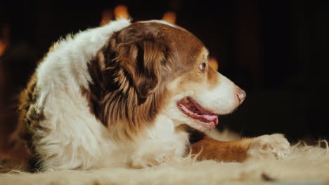 el perro yace en la alfombra en la sala de estar detrás del fuego que arde en la chimenea