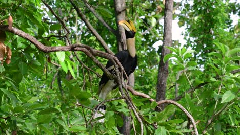 the great hornbill is a big bird with huge horn-like yellow bill used to gather fruits and other food items in the jungle