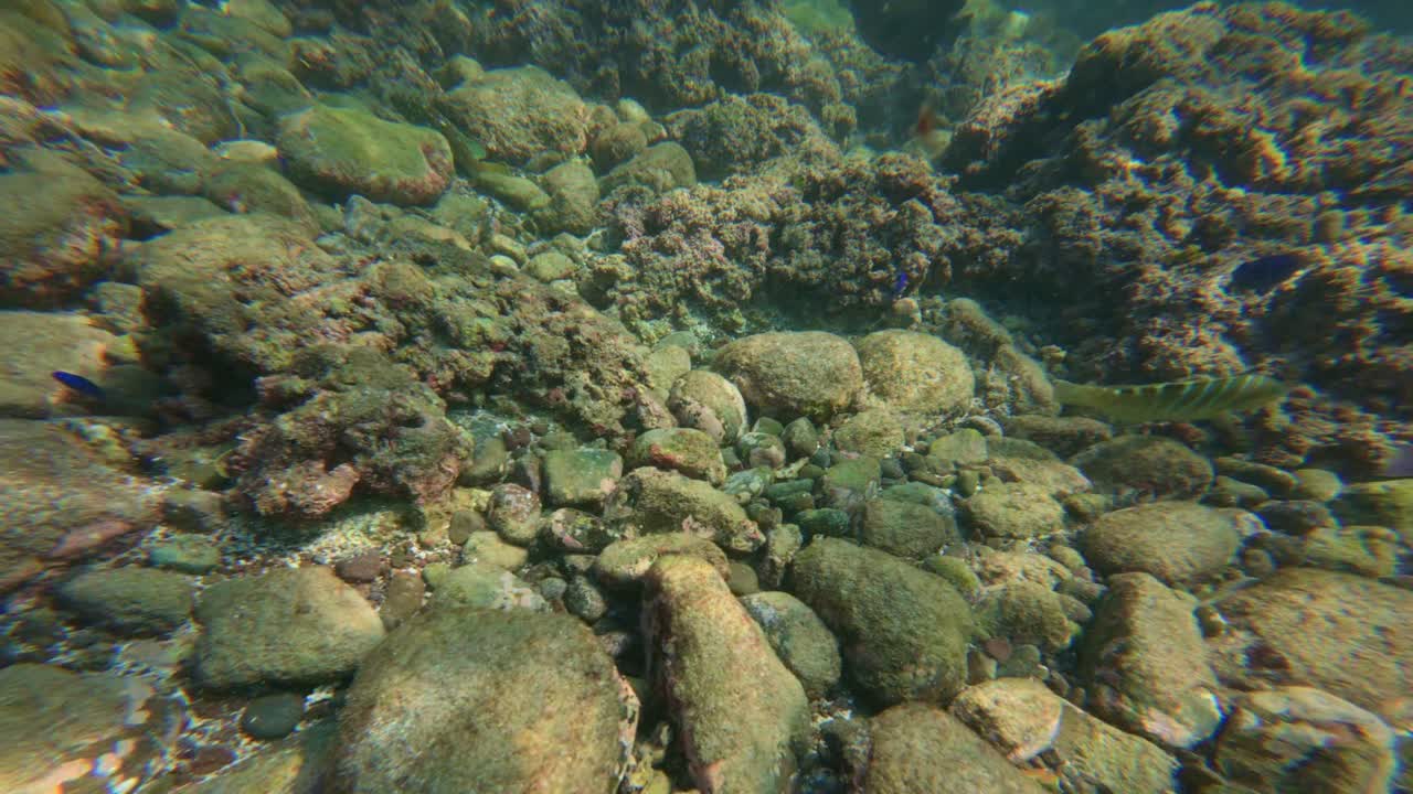 Scena di immersione subacquea sotto il mare tropicale con barriere coralline. Inquadratura POV