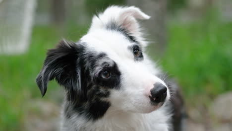 a shepherd dog wondering life, tilting head