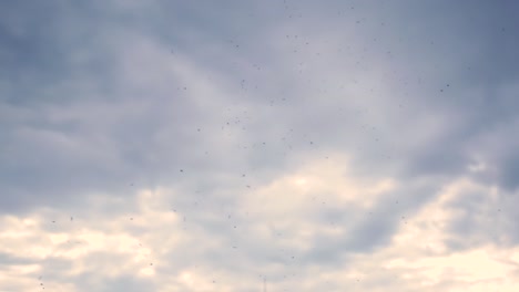 swarm of insects flying against a cloudy sky - low-angle shot