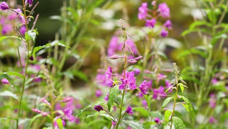 fireweed flowers blooming in dunkeld, scotland