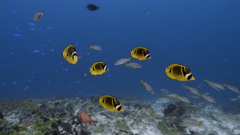 butterfly fish, banner fish and other colorful fish on a tropical coral reef, tuamotu archipelage, french polynesia, tahiti, south pacific ocean