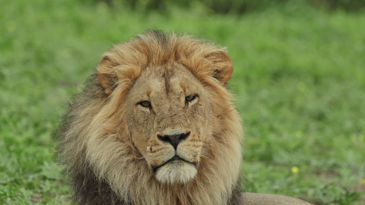 Closeup of a majestic male lion's head looking into the distance before turning his head towards the camera, Savuti Botswana