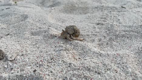 Handheld-close-up-tracking-shot-of-a-little-crab-moving-through-the-sand