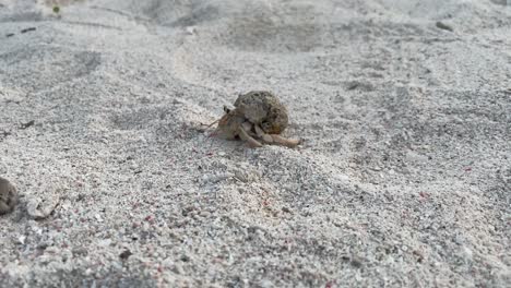 tiro de seguimiento de cerca de un pequeño cangrejo moviéndose a través de la arena