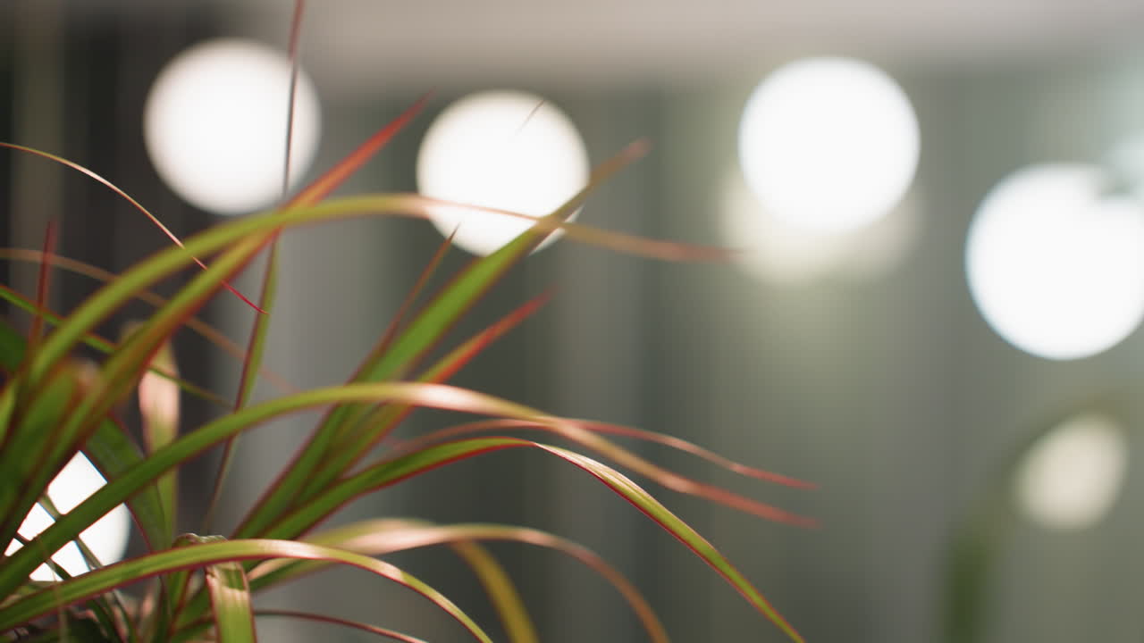 vista de cerca de una planta en maceta con hojas verdes y bordes rojos, en un fondo interior borroso. la escena captura los vibrantes detalles de la planta en un entorno de decoración moderna
