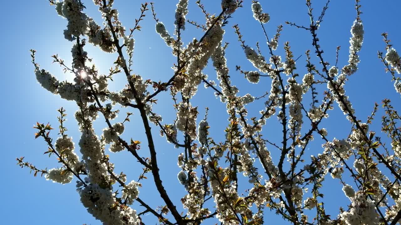 Vista dal basso di fiori bianchi di ciliegio che sbocciano in primavera con un bagliore solare attraverso i rami.