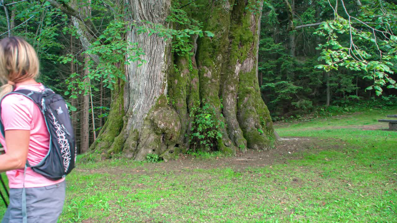 two hikers happily admiring the Najevska Linden Tree, an old Tilia cordata