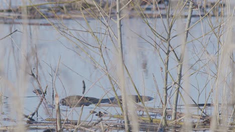 Wild-beaver-swimming-in-lake-and-making-splashes