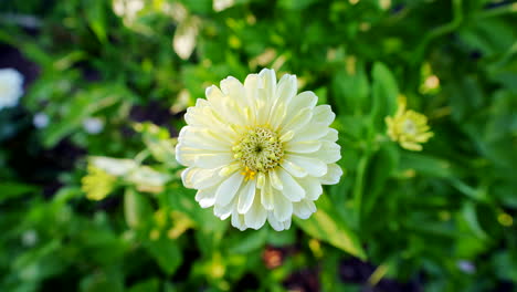 Close-up-of-white-zinnia-flower-in-robust,-green-garden