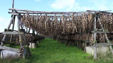 under wooden racks drying fish in iceland