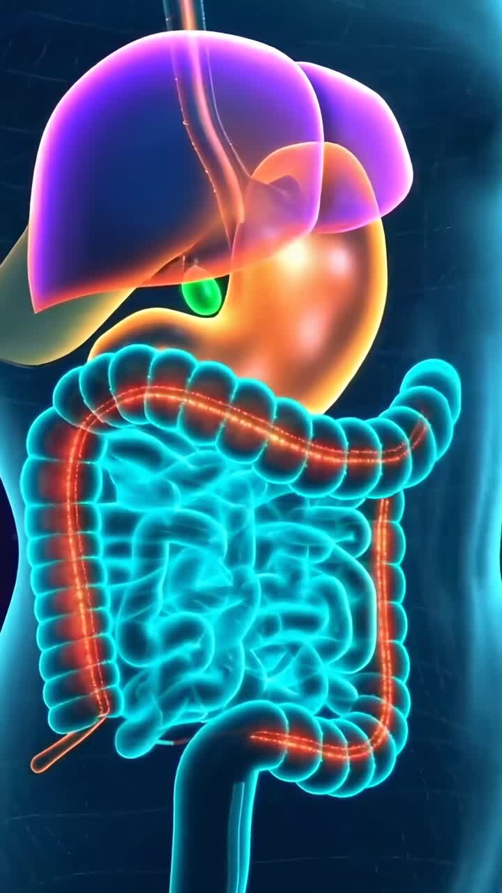 A video still of a human digestive system illustration, front view, with vibrant neon colors
