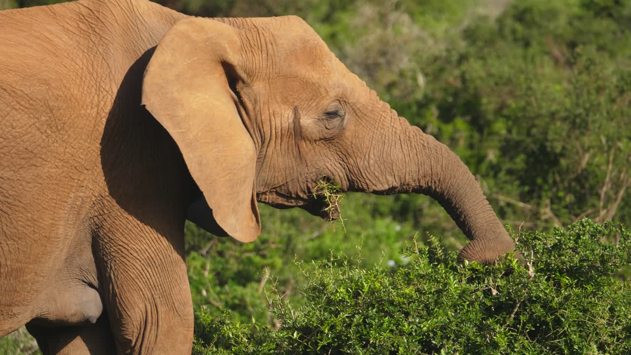 elefante hembra alimentándose de vegetación natural en áfrica usando tronco, un primerísimo plano