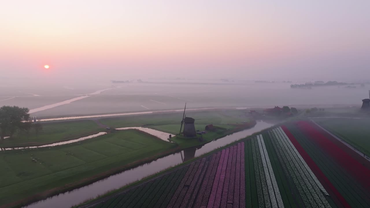 Vista aerea di campi di tulipani, chiesa avvolta nella nebbia e mulini nell'Olanda rurale