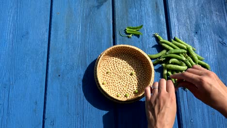 hands pod shell husk green pease in wicker dish on blue wooden table. 4k