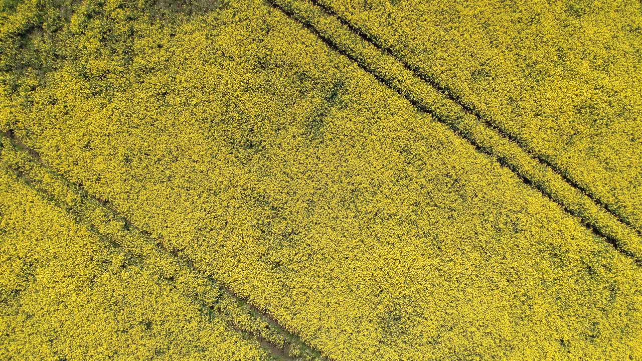вид сверху на красивые желтые цветы рапса на поле, возделываемом для посева масличных культур
