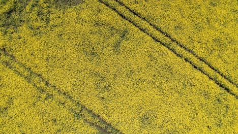vista superior de hermosas flores amarillas de colza en el campo cultivado para semillas oleaginosas