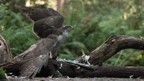 Northern-Goshawk-lands-on-branch-covered-with-feathers-of-dead-prey